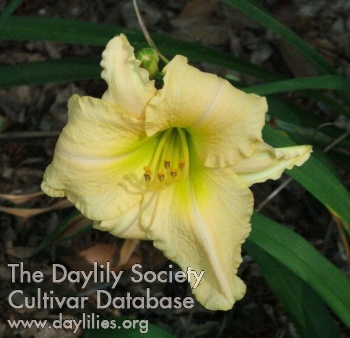 Daylily Beauty Alive
